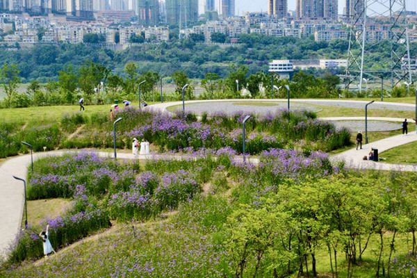 茜草濱江生態公園：邂逅浪漫花海