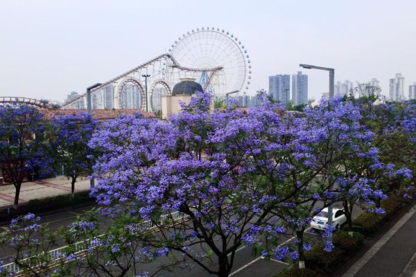 藍花楹浪漫綻放，城投花木守護城市詩意
